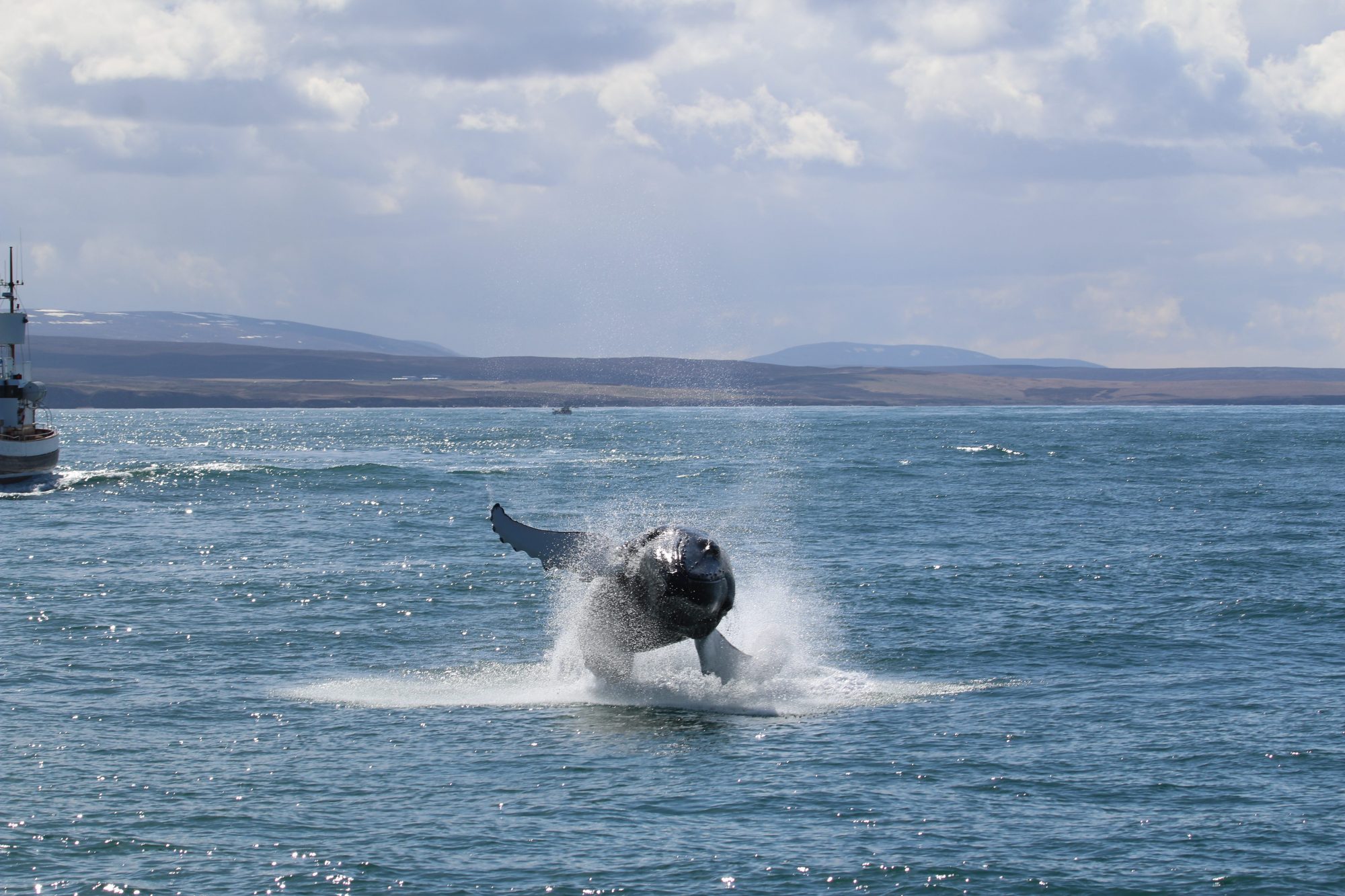 Whale team assembles