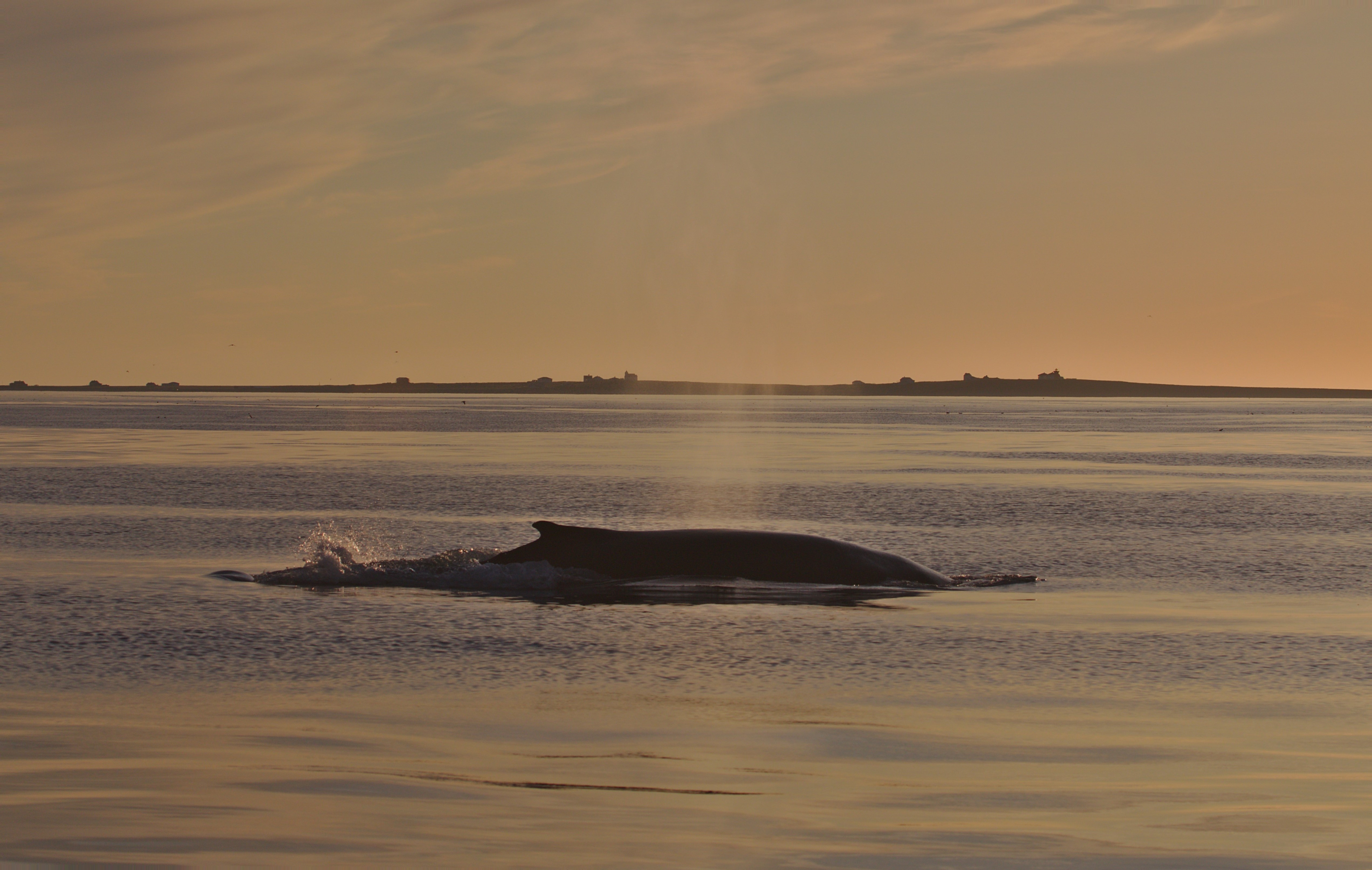 For the love of whales