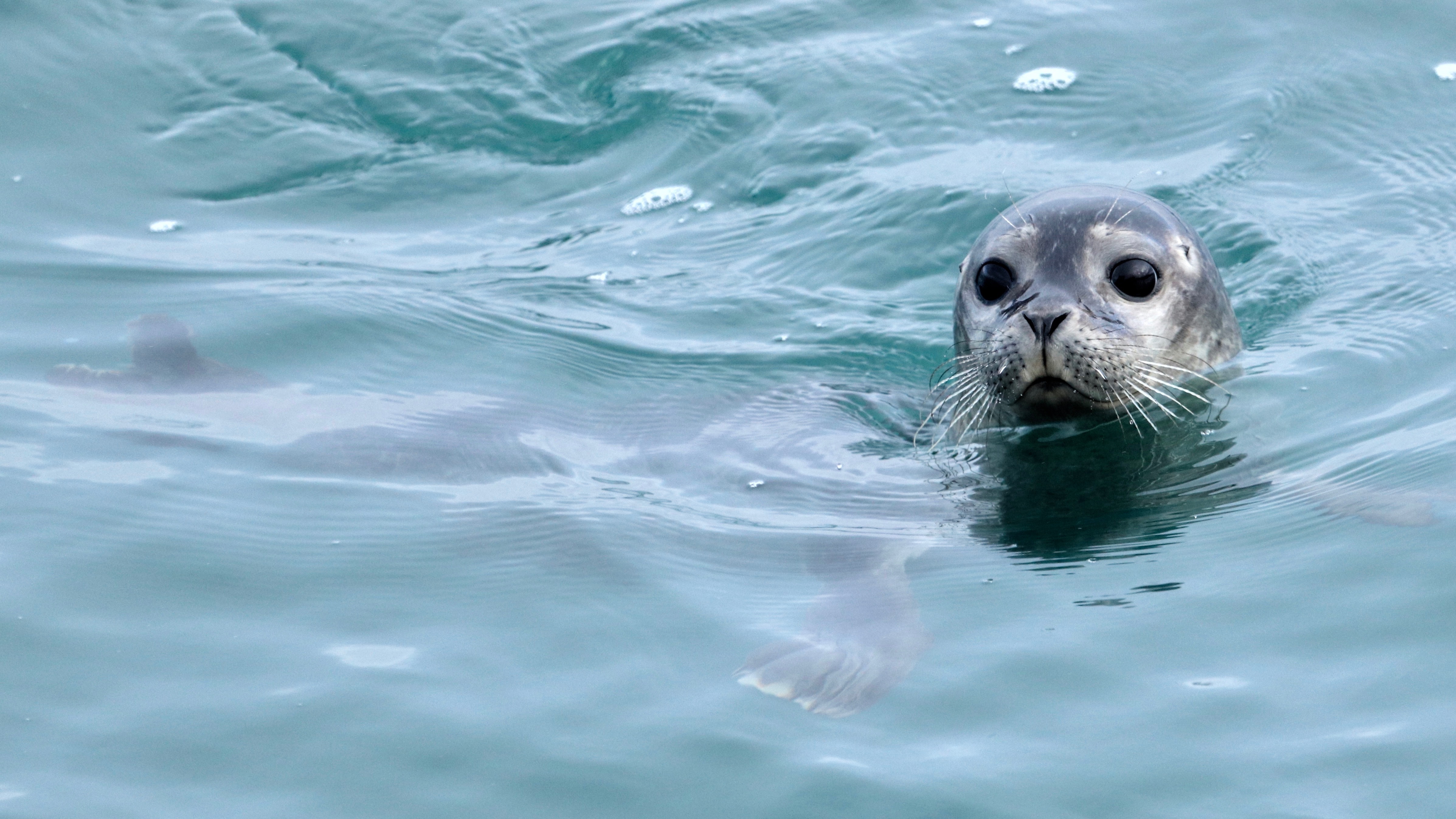 What’s been going on with Whale Wise?