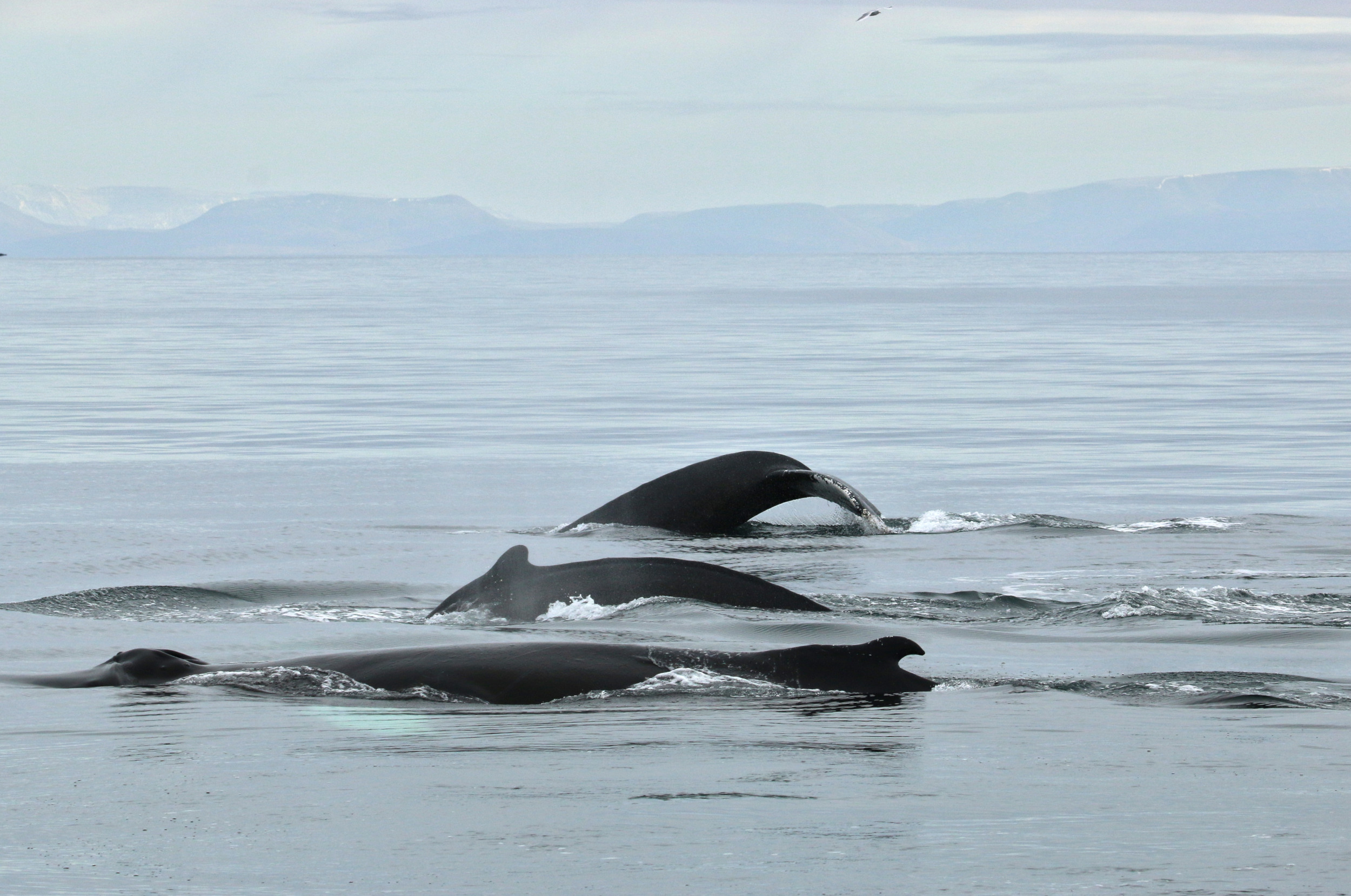 Iceland 2024: a tale of two field seasons