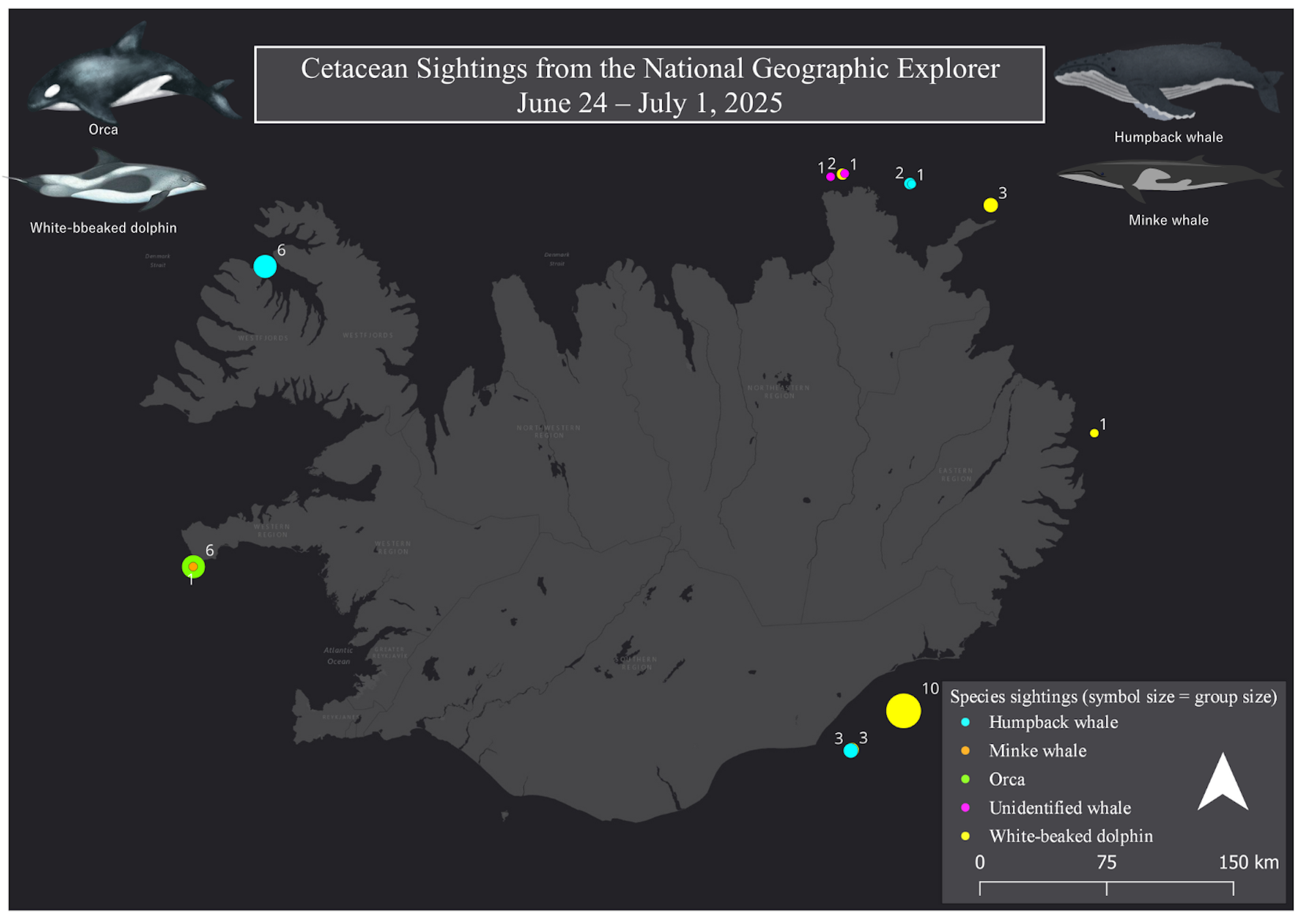 Map displaying cetacean sightings from the National Geographic Explorer expedition in Iceland, June 24 - July 1, 2025, including locations and species such as humpback whales, minke whales, orcas, and white-beaked dolphins.