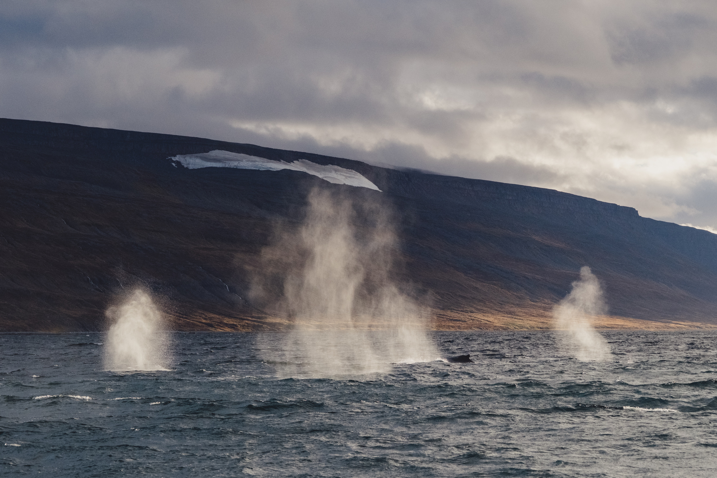 Sixty humpbacks in one fjord: an incredible day of research in the Westfjords