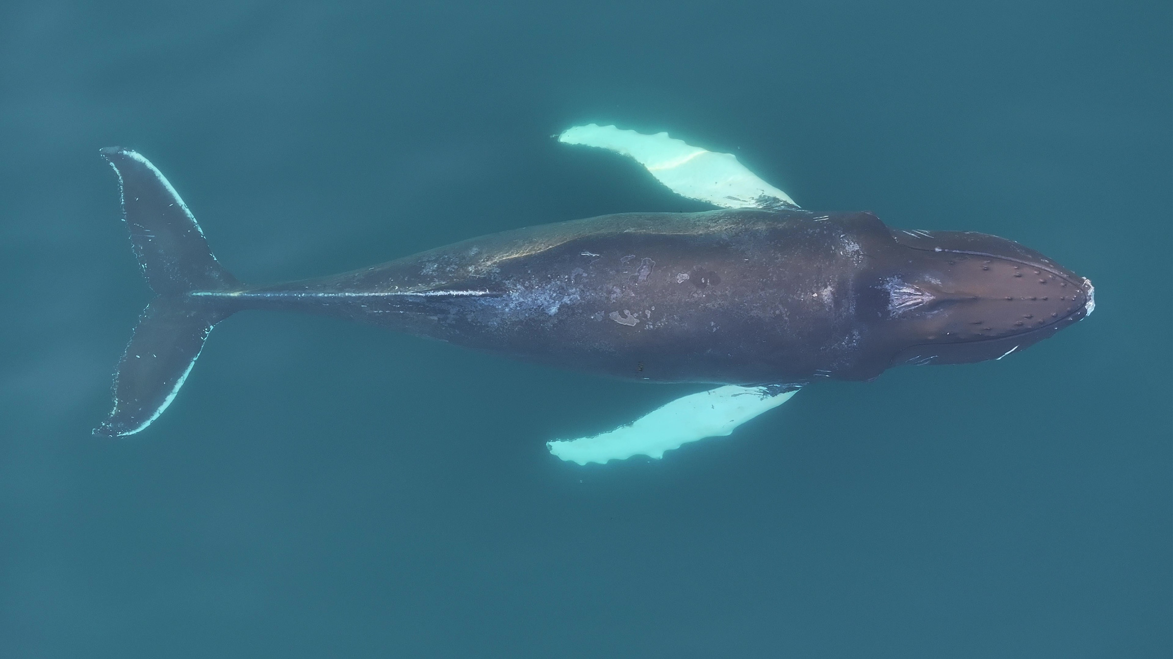 A city of whales in the wildest winter